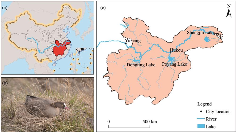 (a) Map of China and the location of the Middle and Lower Reaches of the Yangtze River; (b) LWfG; (c) Distribution of the main lakes and rivers in the Middle and Lower Reaches of the Yangtze River