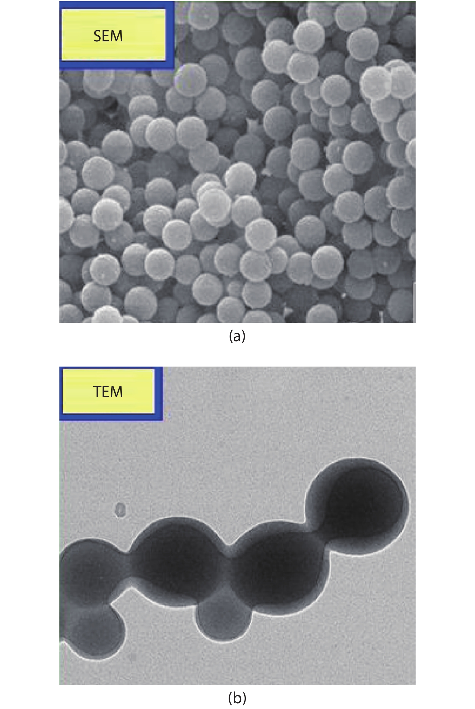 Structure characterization of the CNSs. (a) Image of the CNSs under the SEM. (b) Image of the CNSs under the TEM. (Reproduced with permission from Ref. [18].)