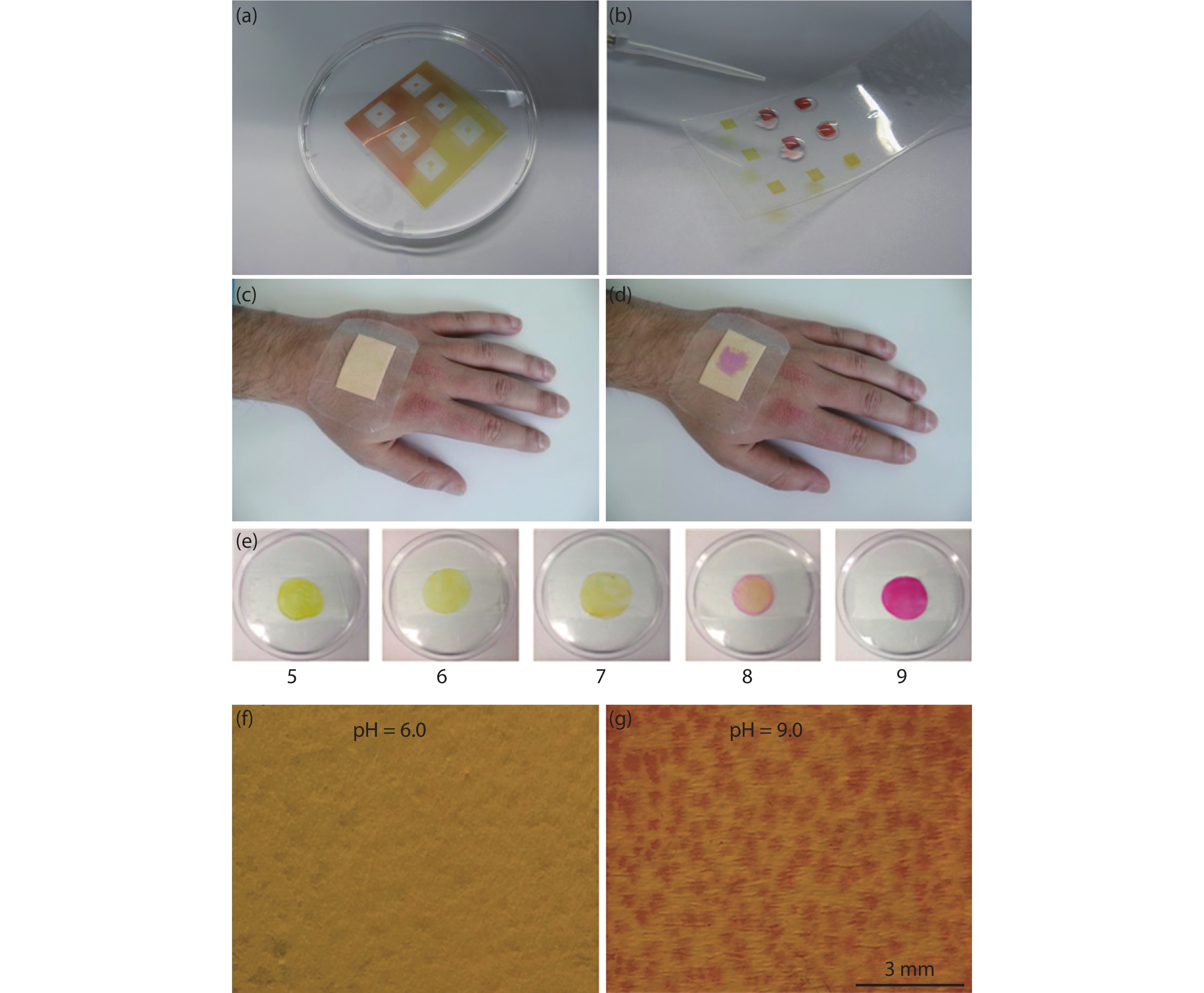 (Color online) (a) Flexible array-type pH sensor. (b) Color change on the pH from acidic to basic[36]. (c) The flexible pH sensor can be fixed on the skin, and (d) change color when the pH varied[37]. (e) Photographic images of the hydrogel patch under pH values from 5 to 9. (f) and (g) Electrospun PCL-curcumin nanofibers under pH 6 and 9[49].