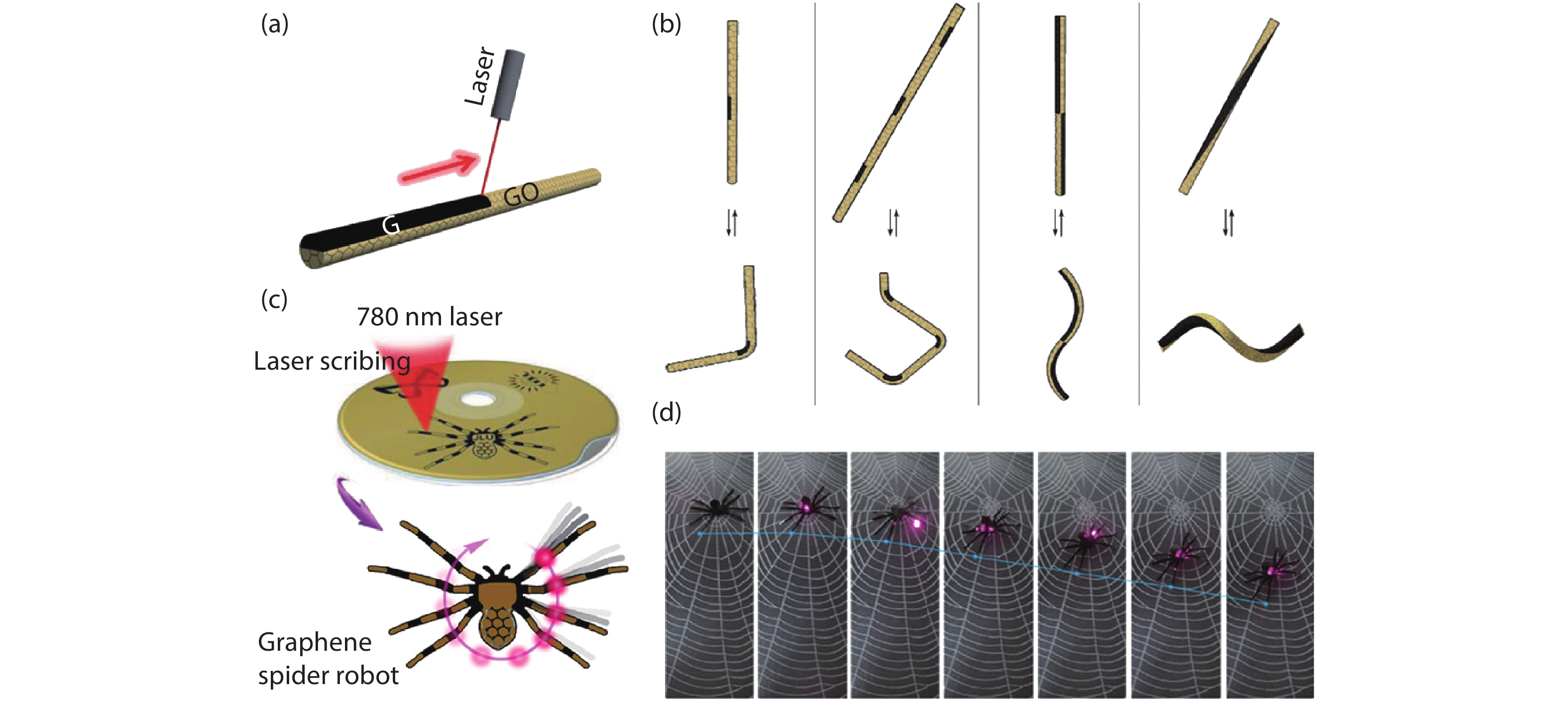 (Color online) (a) Laser reduction of GO fiber. (b) Various predesigned GO actuators. (c) Graphene spider robot made by one-step laser scribing method. (d) The walking spider robot.