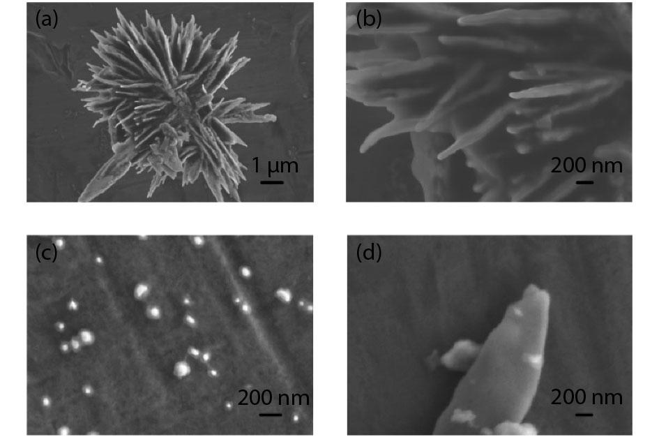 SEM micrographs of (a,b) the CuO nanomaterial, (c) the Au nanoparticles, and (d) the Au-loaded CuO nanomaterial.