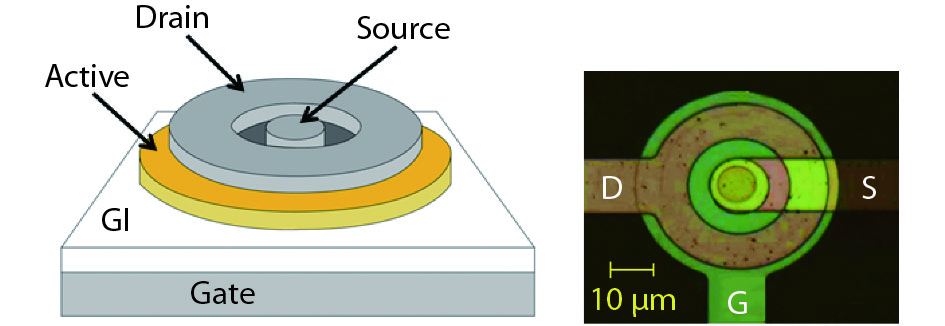 (Color online) (a) The schematic 3-D views and (b) optical image of the circular a-IGZO TFTs.