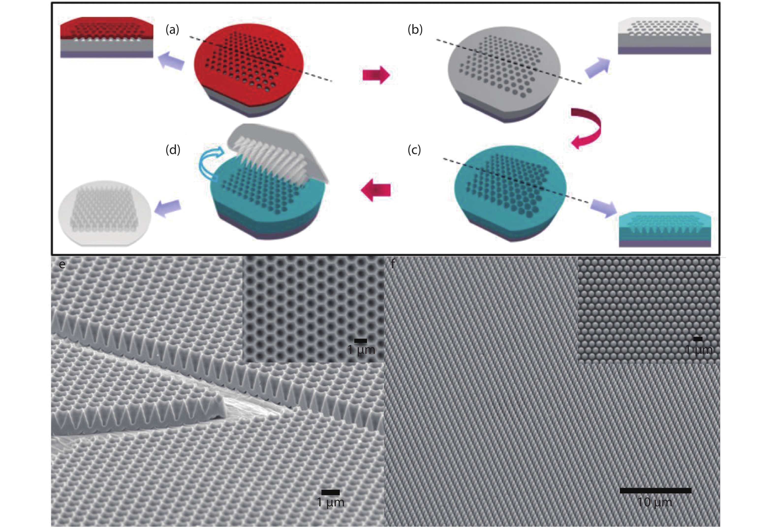 (Color online) Schematic diagram of fabrication process of i-cone mold and AR film, and SEM images of Au-coated mold and PDMS nanocone. (a) A 4-inch glass wafer with sputtered 5 μm pure aluminum on the surface underwent photolithography of 1 μm hexagonal array pattern. (b) The pattern wafer underwent dry etching to form 50 nm-depth nanoindentation. (c) The wafer underwent anodization to form i-nanocone arrays. (d) The replication and peeloff process of AR film. (e) SEM of Au-coated mold with 1 μm pitch and 1 μm depth. (f) SEM of nanocone with 1 μm pitch and 1 μm depth.