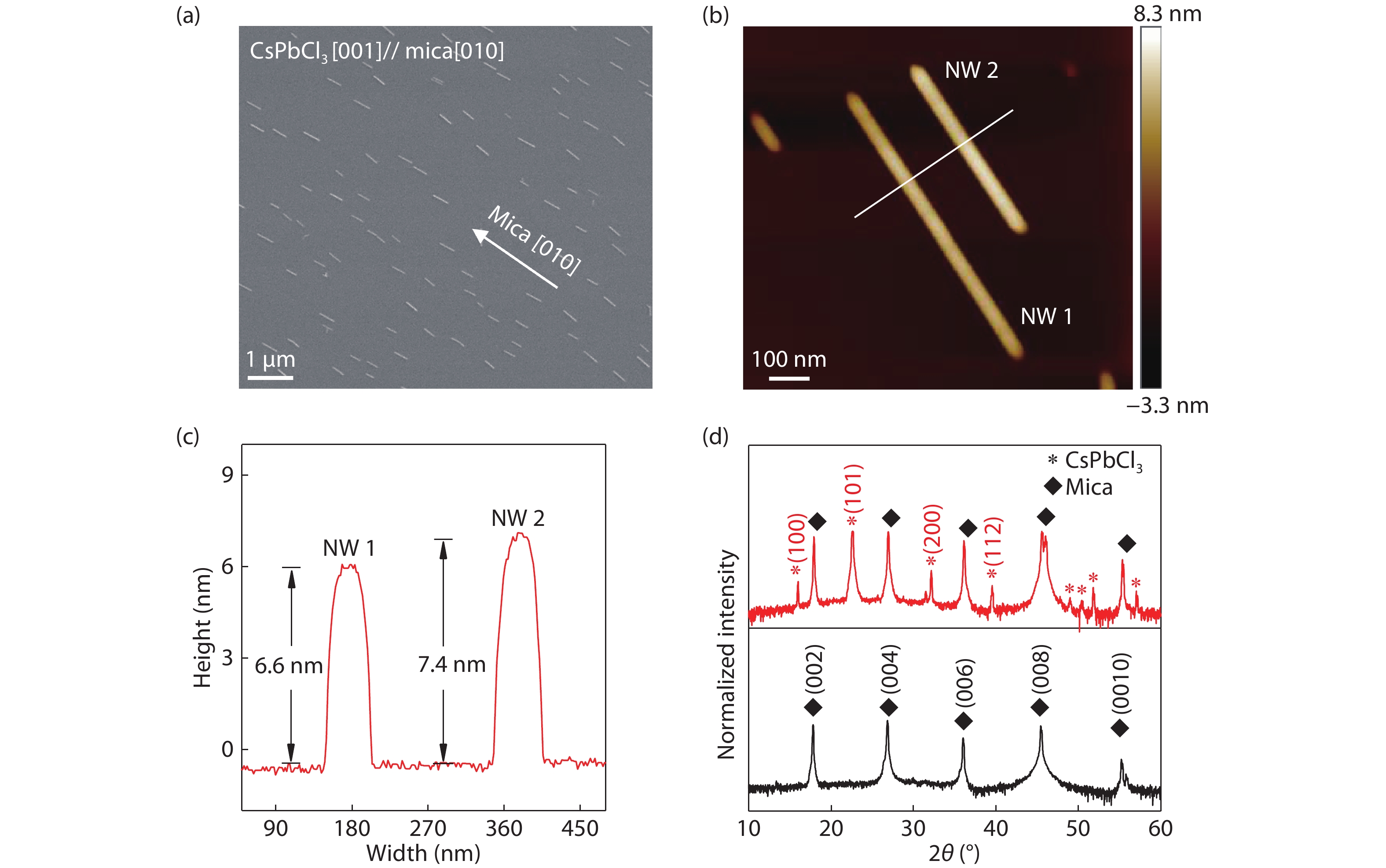 (Color online) The structure and morphology characterization of ultrathin CsPbCl3 nanowires (NWs) epitaxial on mica. (a) Scanning electron microscopy (SEM) image of the ultrathin CsPbCl3 NWs grown on (001)-mica by chemical vapor deposition method. (b) Atomic force microscopy (AFM) image of the CsPbCl3 NWs, scale bar: 100 nm. (c) Corresponding data of CsPbCl3 NWs height extracted from (b). (d) X-ray diffraction pattern of the CsPbCl3 NWs on mica (red line) and mica (black line).