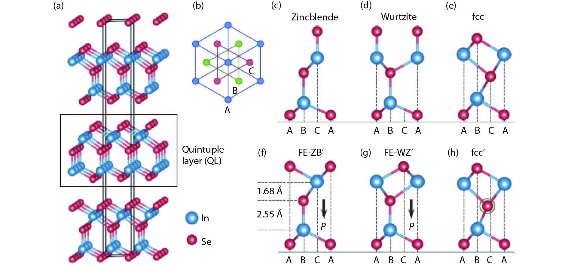 (Color online) Layered structures of In2Se3. (a) Three-dimensional crystal structure of layered In2Se3, with the In atoms in blue and Se atoms in red, and a quintuple layer (QL) is indicated by the black dashed square. (b) Top view of the system along the vertical direction. Each atomic layer in a QL contains only one elemental species, with the atoms arranged in one of the triangular lattices A, B or C as illustrated. (c–h) Side views of several representative structures of one QL In2Se3, among which the (c) to (e) structures are derived from the zincblende, wurtzite and fcc crystals, respectively. In (f), the interlayer spacings between the central Se layer and the two neighboring In layers are displayed. The black arrows in (f) and (g) indicate the directions of the spontaneous electric polarization (P) in the FE-ZB' and FE-WZ' structures, respectively. The FE-ZB’ and FE-WZ’ structures in (f) and (g) are identified as α phase, while the metastable structure fcc and fcc’ in (e) and (h) are identified as β phase. (Courtesy of Ref. [20])