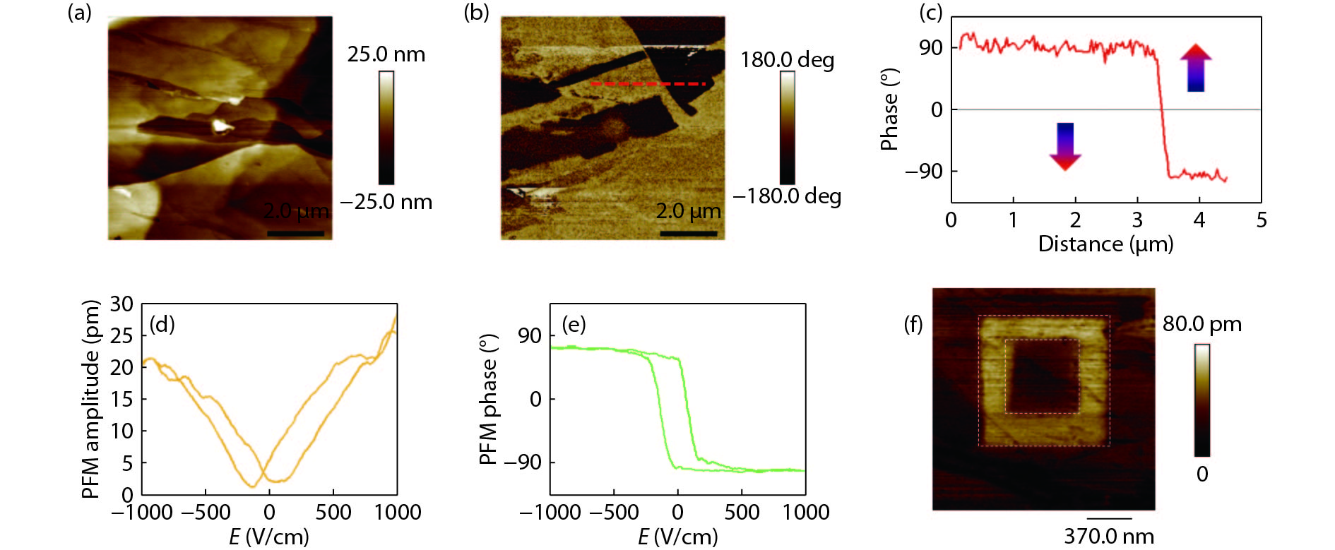 (Color online) Ferroelectricity of α-In2Se3 thin layers. (a) The surface topography of α-In2Se3 thin layers (~20 nm) on the heavily doped Si substrate. The scale bar is 2 μm. (b) The corresponding PFM phase image in the out-of-plane direction, showing clear ferroelectric domains. (c) The phase profile of different ferroelectric domains as sketched by the red dashed line in (b). A phase contrast of 180° is observed, which indicates the antiparallel directions of out-of-plane electric polarization between the adjacent domains. The arrows indicate the directions of electric polarization. (d) PFM amplitude and (e) PFM phase hysteresis loop measured from α-In2Se3 thin layers. (f) PFM amplitude image of domain engineering in α-In2Se3 with a film thickness of 12 nm. The scale bar is 370 nm. (Courtesy of Ref. [24])