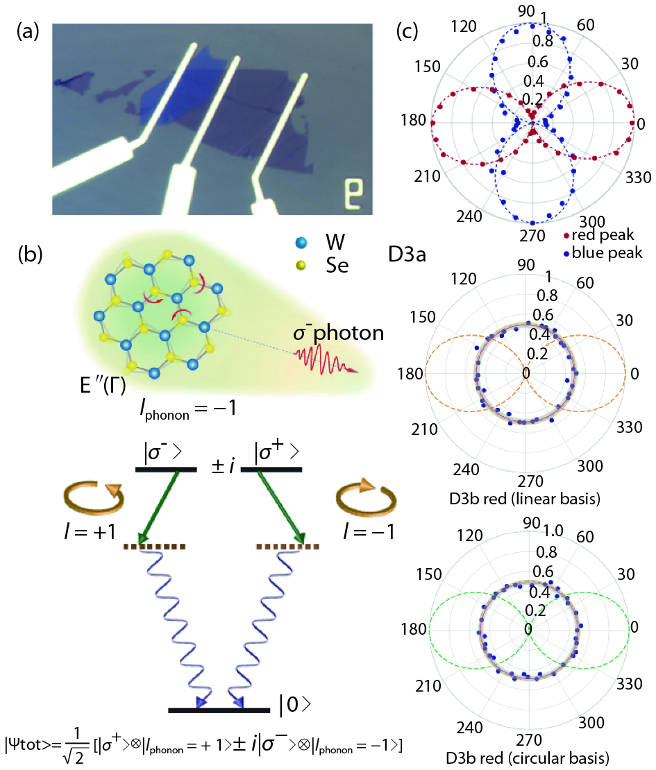 Phonon-photon interaction in monolayer WSe2. (a) Optical image of the monolayer WSe2 FET device. (b) Schematic of phonon-photon entanglement. The circularly polarized states (σ–/σ+) with angular momentum of l = –1/+1 are degenerate in WSe 2. The σ–(σ+) photon state can only couple with l = +1 (–1) phonon and scatter to σ+(σ–) state due to conservation of angular momentum. The indistinguishability of the two paths leads to phonon-photon entanglement. (c, d) Polarization of QDs and their phonon replicas. D3a doublets are linearly polarized and orthogonal to each other, as expected from a localized neutral exciton. D3b doublets, the phonon replica of D3a, do not show any dependence on collection polarization, indicating that D3b are unpolarized. The lost of polarization information from parent peaks to phonon replicas is a result of phonon–photon entanglement.