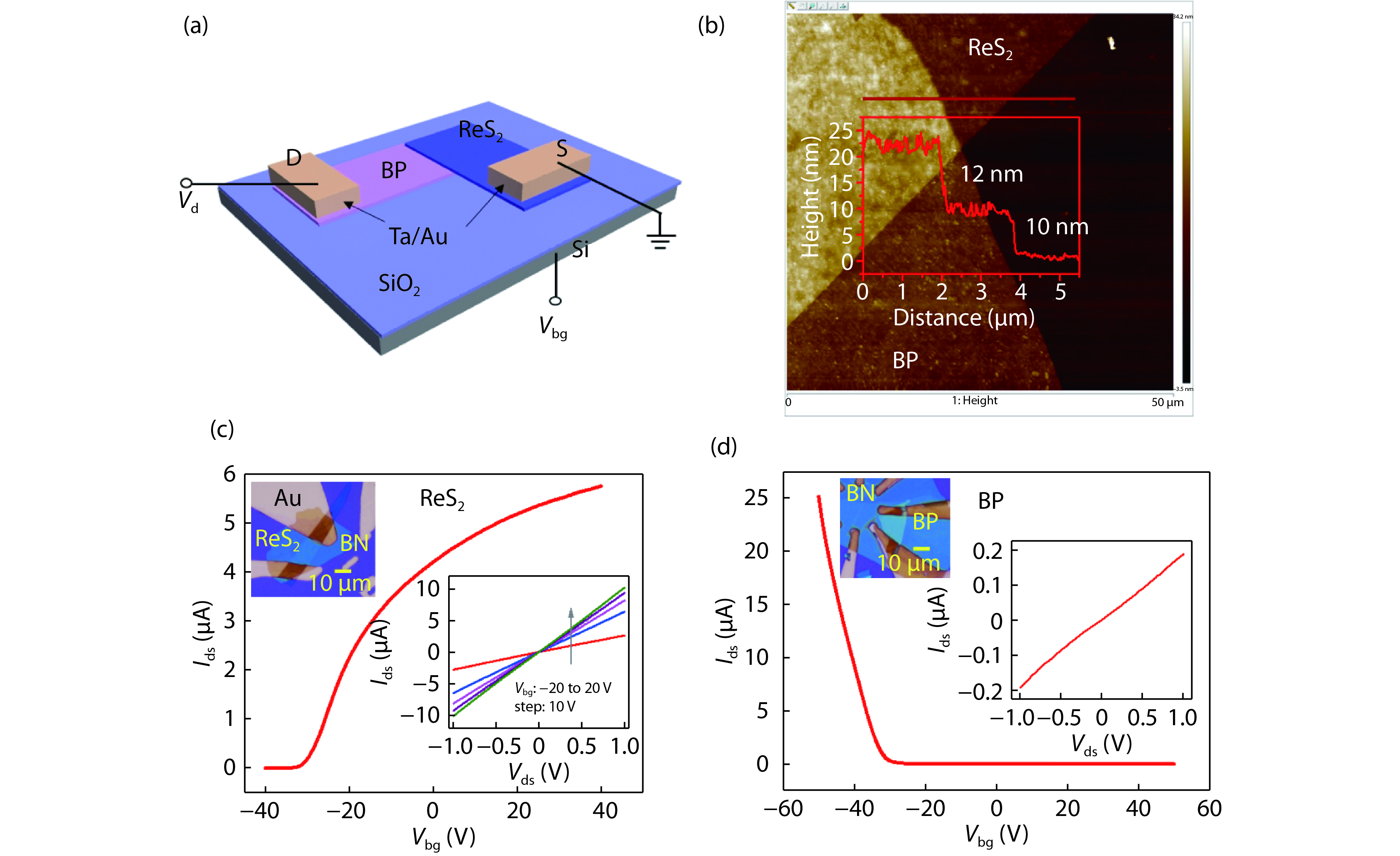 (Color online) (a) Structure schematic of BP/ReS2 heterojunction device. The source electrode (the contact connected to ReS2) is grounded. The drain electrode (the contact connected to BP) is applied a voltage Vd. (b) AFM image of p-BP/n-ReS2 heterojunction device. The inset shows the height profile along the red solid line, indicating the thicknesses of BP (~10 nm) and ReS2 (~12 nm). (c) The transfer curve of the ReS2 FET with Au contact was measured at room temperature and Vds = 0.5 V. Top inset: Optical microscope image of the ReS2 FET. The scale bar is 10 μm. The thickness of the ReS2 is about 6 nm. Bottom inset: Current–voltage (Ids–Vds) curves for different gate voltages (Vbg). (d) Ids as a function of Vbg for BP FET at room temperature and Vds = 0.5 V. Top inset: Optical microscope image of the BP FET. The thickness of the BP is about 10 nm. Bottom inset: Ids–Vds curve of the BP FET.