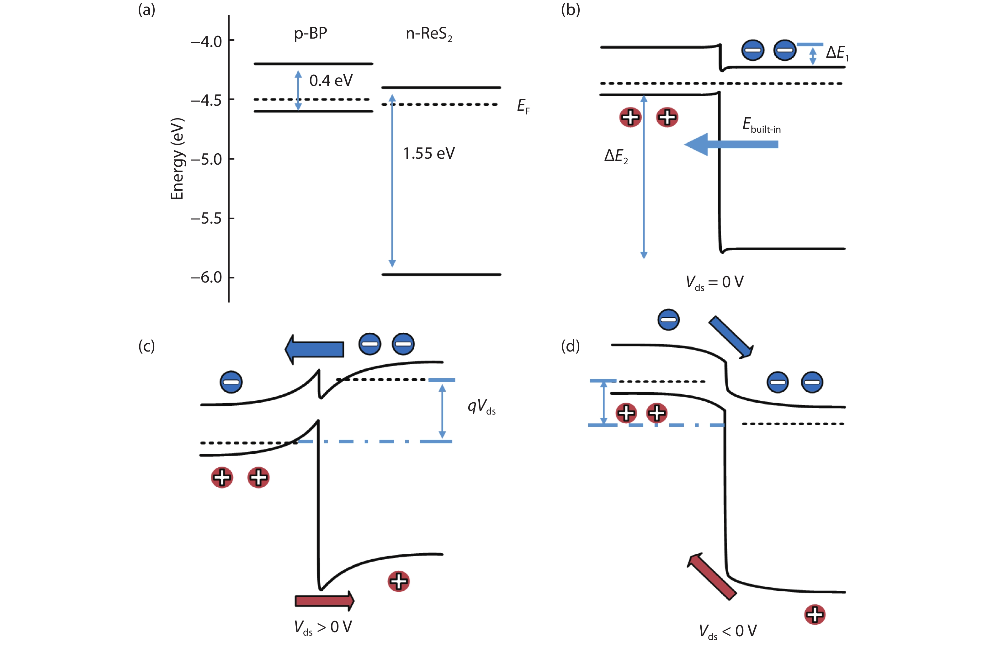 (Color online) (a) Band alignment for isolated p-BP and n-ReS2 layers. Electron affinities of BP and ReS2 are around 4.2 and 4.4 eV, respectively. (b–d) schematic band diagrams at the interface of the BP/ReS2 heterojunction at different applied voltages Vds ((b)zero bias, (c) positive bias and (d) negative bias). The transportation of electrons and holes are indicated by blue arrows and red arrows, respectively.