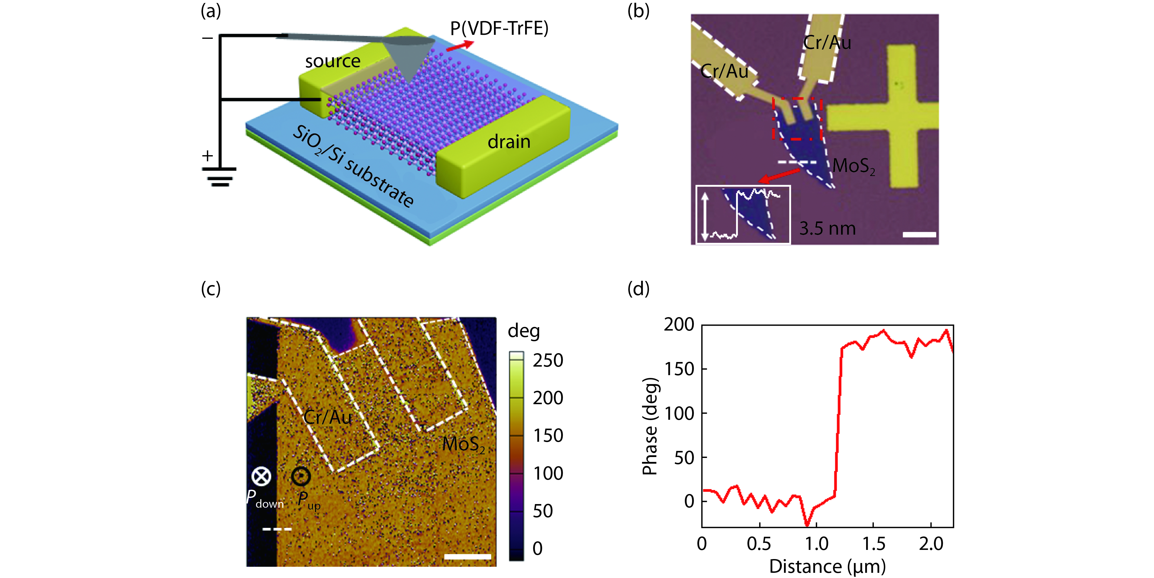 (Color online) Structure illustration of the gate-free MoS2 photodetector. (a) A 3D schematic of the device structure. (b) The optical image of the device, which includes a 3.5 nm MoS2 and Cr/Au source and drain electrodes covered by 50 nm-thick P(VDF-TrFE) film, scale bar is 10 μm. (c) The PFM phase image of the device (red square part in (b)), two polarization states of Pdown and Pup represent the opposite direction of the electric dipole moment in different parts (orange and black), scale bar is 3 μm. (d) Phase profile extracted along the white dashed line in (c), which demonstrated that the MoS2 in the channel has a 180° phase difference with the other part.