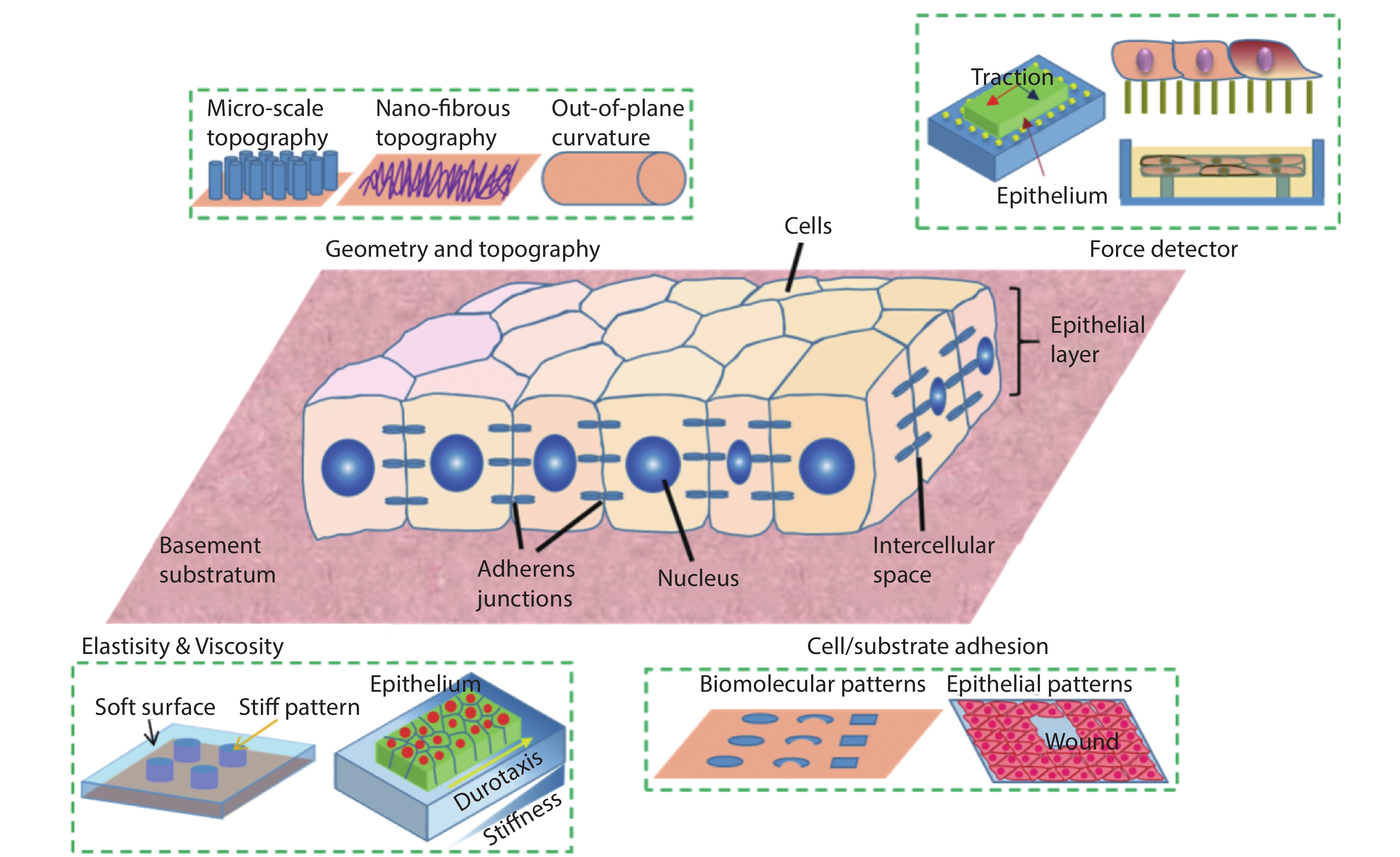 (Color online) Microengineered synthetic substrates for cell/tissue mechanics studies. The properties of a substratum can be modified to adjust the cell/material interactions, such as surface topographies, stiffness, and adhesiveness. In addition, mechanical probes can be integrated into the substrate to detect the force in tissue. These include microbeads in the traction force microscopy and elastomeric micro-pillars.