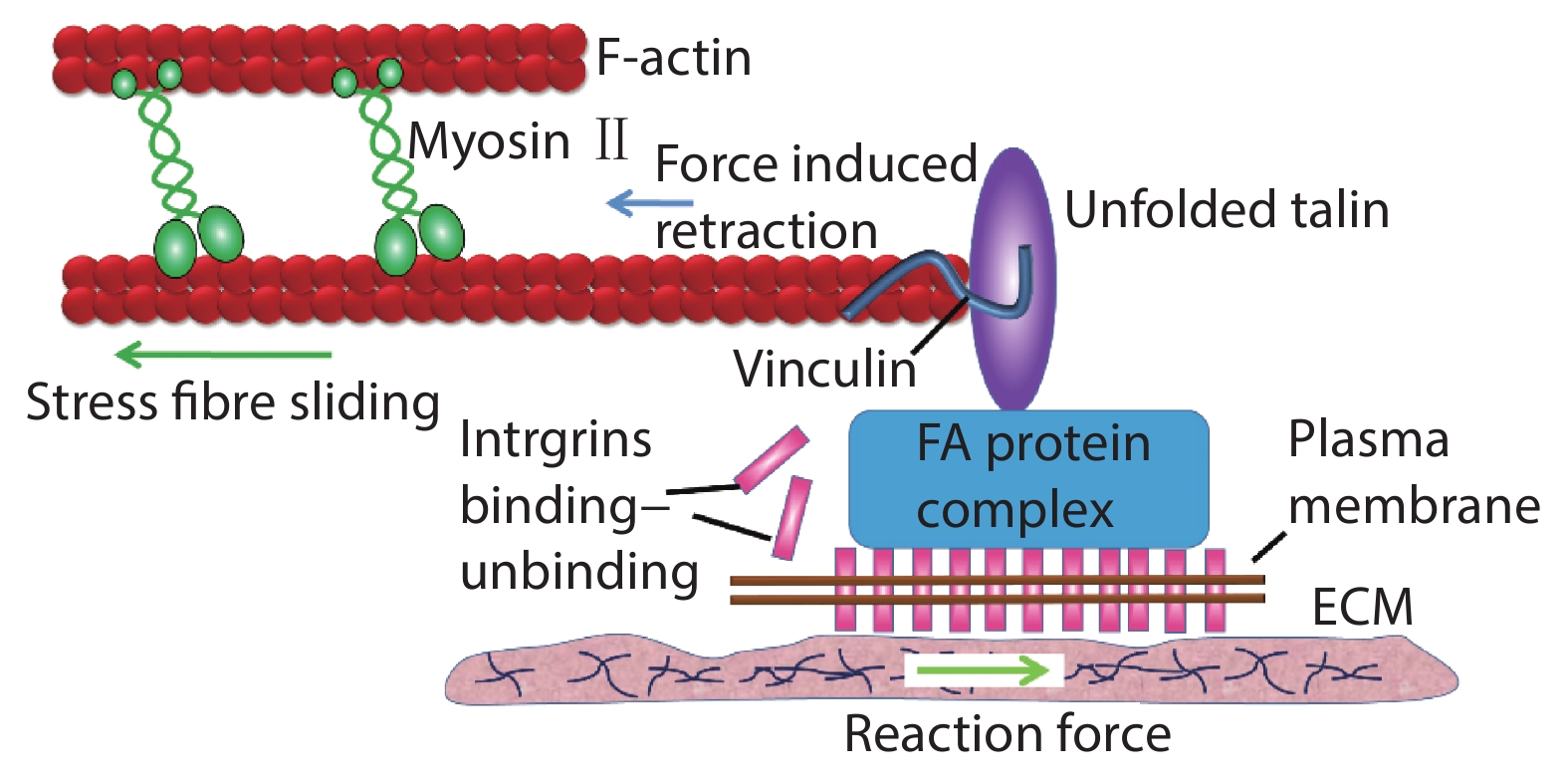 (Color online) Molecular dynamics at adhesion complexes. The actin network as a mechanosensitive machine connecting the cell to its substrate and neighbors. The building of a stable focal adhesion (FA) complex for cell–substrate adhesion. Actomyosin forces apply on the FA at a fixed speed and the rate of force increase in the complex increases proportionally with the ECM stiffness. To avoid the destabilization and detachment of the FA, the binding-unbinding dynamics of the transmembrane protein, integrin, that connects the cells to the substrate needs to be equal to the force loading rate in the complex. Another force buffer and mechanosensor in the complex is Talin. Its unfolding at ~ 10 pN at the normal rate of force loading in cells lead to vinculin binding to recruit more actin fibers, thus reinforcing the FA.