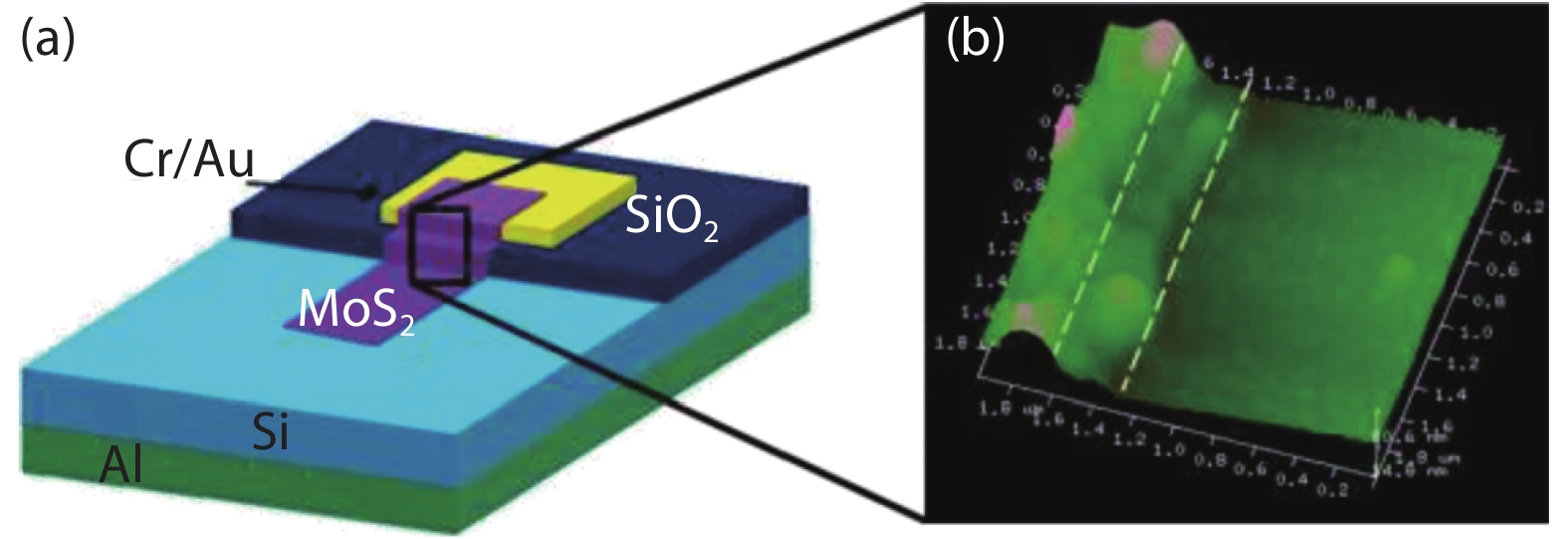 (Color online) (a) Schematic representations of the Si/MoS2 p–n heterojunction photodetector. (b) AFM image of MoS2 layer at metal contact and heterojunction interface[8]. Copyright © 2017, Springer Nature.