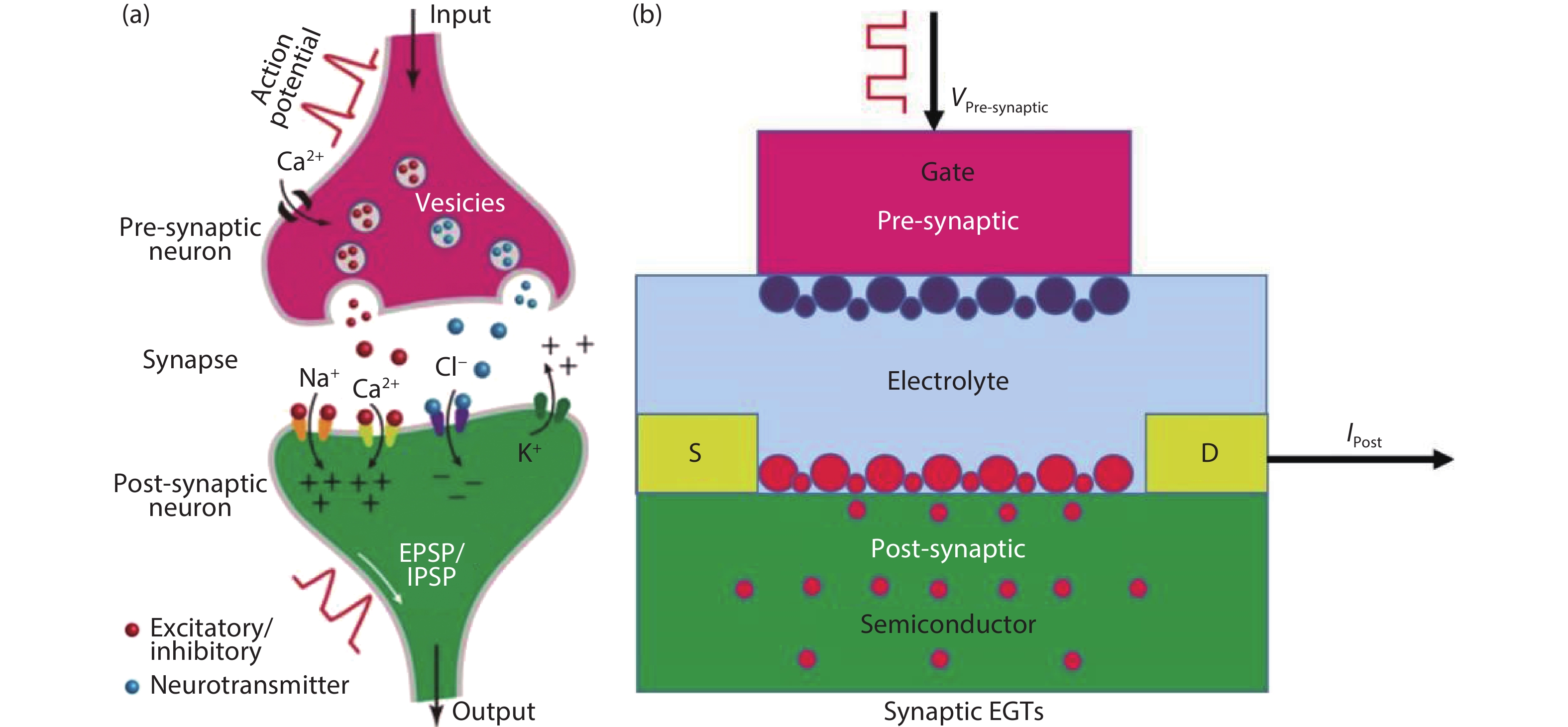 (Color online) (a) Schematic of a biological synapse[34] and (b) an EGT-based artiﬁcial synapse. The synaptic weight (channel conductance) can be modulated in this device using electrochemical intercalation to adjust the small ion concentration in the semiconductor.