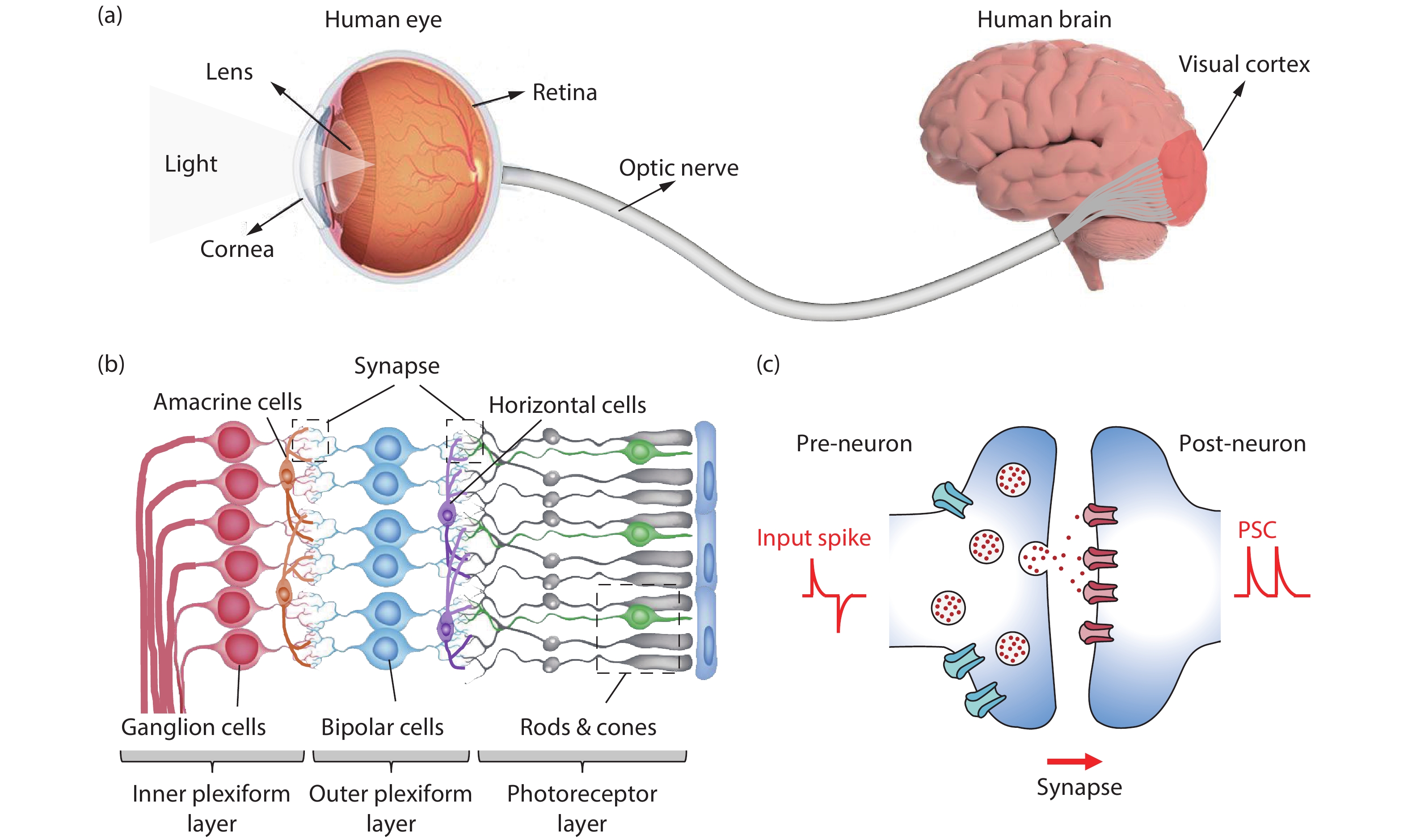 (Color online) Schematic diagram of (a) the composition of human visual system, (b) multilayer structure of human retina, and (c) a biological synapse.