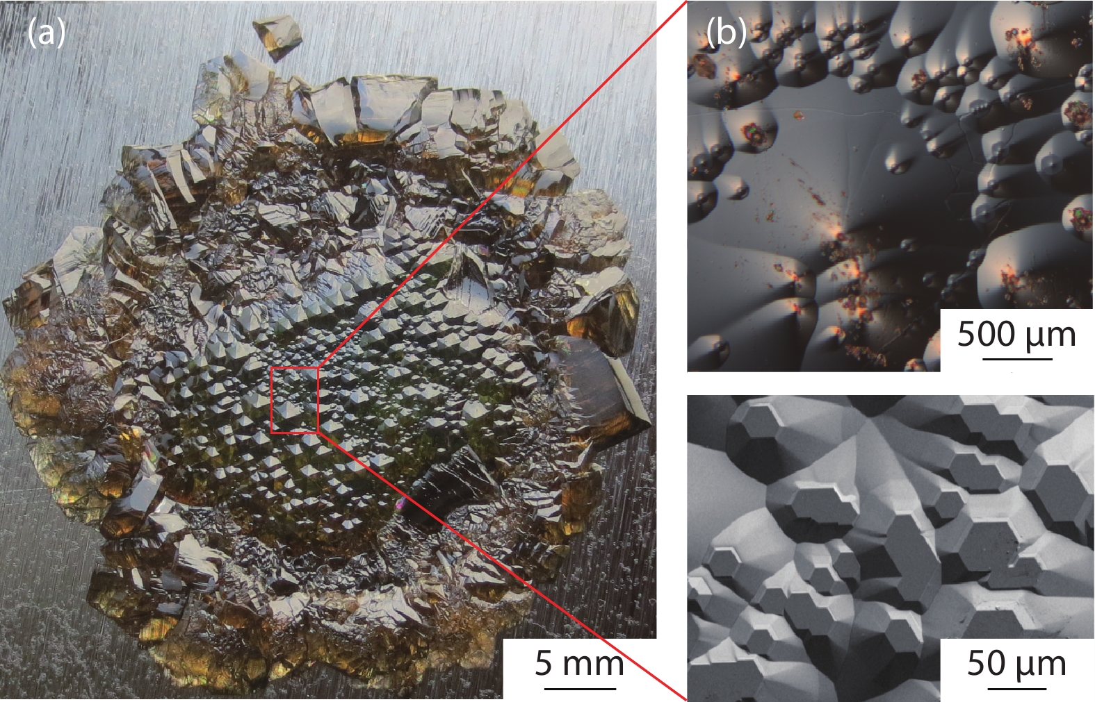 (Color online) Surface topography of the AlN crystal grown at a seed surface temperature of 2200 °C. (a) Photograph. (b) Differential interference microscope. (c) SEM image.