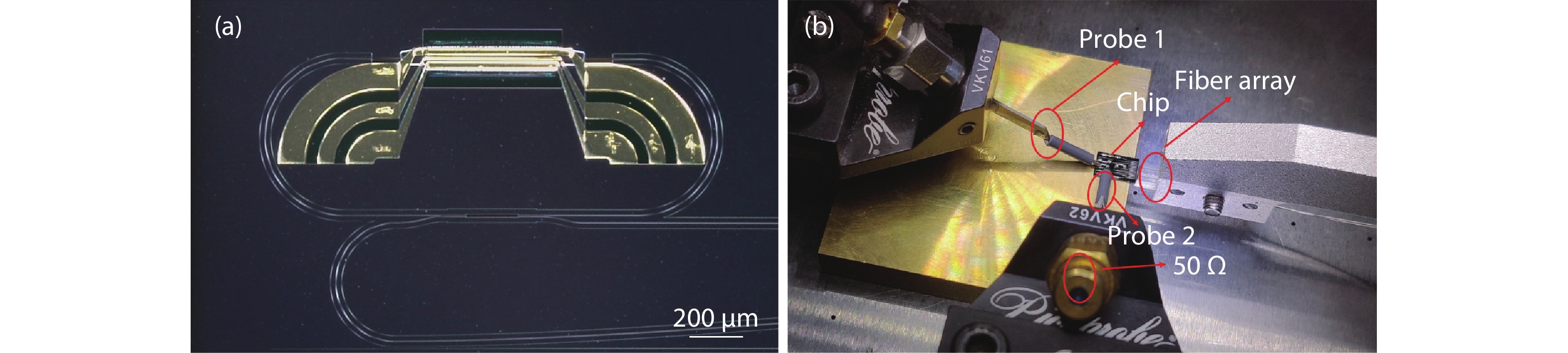 (Color online) (a) A photograph of the microring modulator with a scale bar of 200 μm. (b) A photograph of the chip coupled to the fiber array and probes for experimental test.
