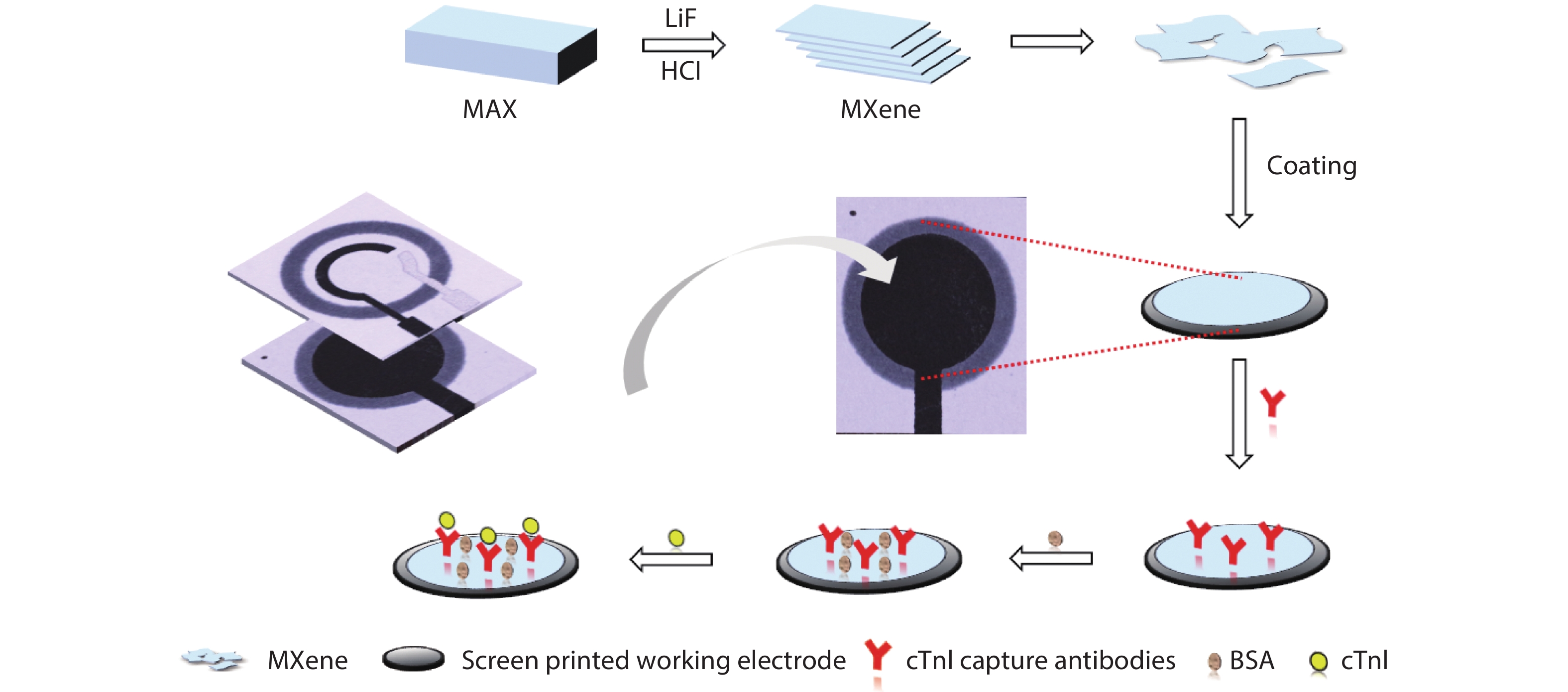 (Color online) Schematic diagram illustrating the fabrication of the paper-based cTnI immunosensor and their usage in detection of cTnI.