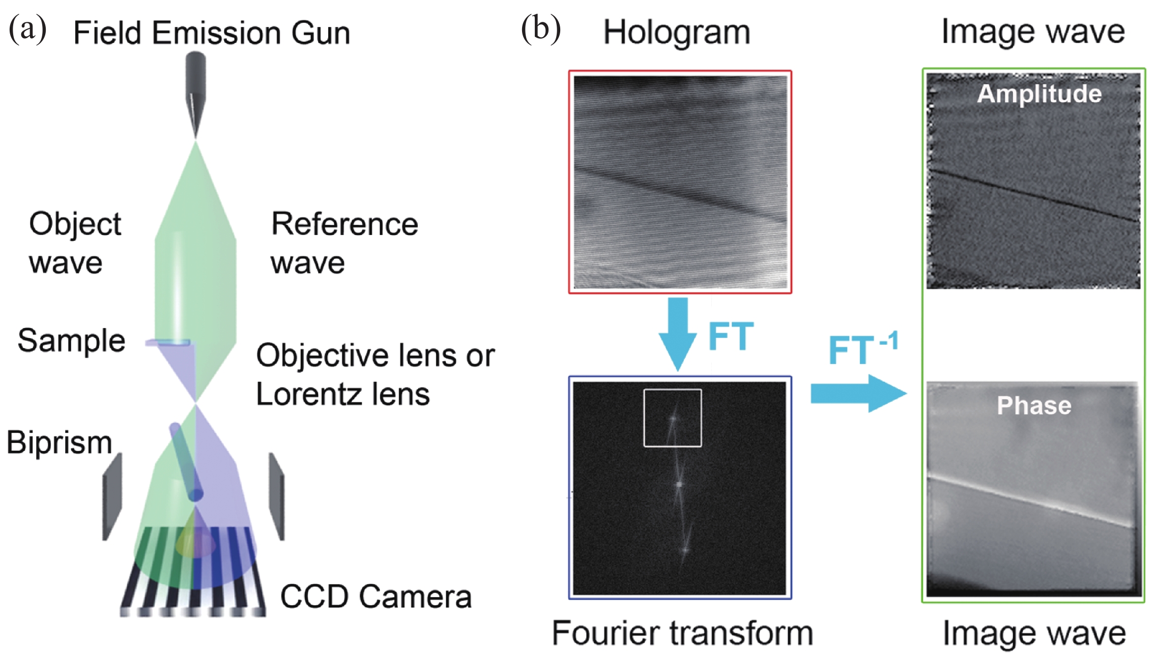 (Color online) (a) Sketch of off-axis electron holography including three important components: field emission gun, biprism and CCD camera. (b) The reconstruction process of a hologram: The Fourier transform of a hologram produces one center band and two conjugate side bands, one of which is selected and cut out. By applying an inverse Fourier transform, the corresponding amplitude image and phase image can be obtained[8].