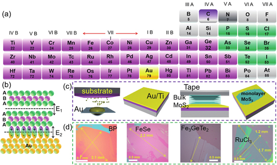 (Color online) Mechanism of Au-film-assisted exfoliation technology and some examples of exfoliated 2D crystals. (a) Part of the periodic table, showing the elements involved in most 2D materials between groups 4 (IVB) and 17 (VIIA). Most of the layered crystals are composed of the elements with pink and green colors, which have strong interaction with Au. (b) Schematic of the interaction mechanism between layered crystal and Au. Once the interface interaction energy is larger than the interlayer interaction, monolayer flakes can be exfoliated. (c) Schematic illustration of the Au-film-assisted exfoliation process. (d) Optical images of large exfoliated 2D flakes[50]. Copyright 2022, Nature Publishing Group (NPG).