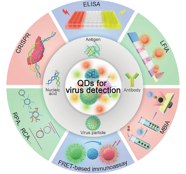 (Color online) Summary of potential applications of semiconductor quantum dots for virus detection.