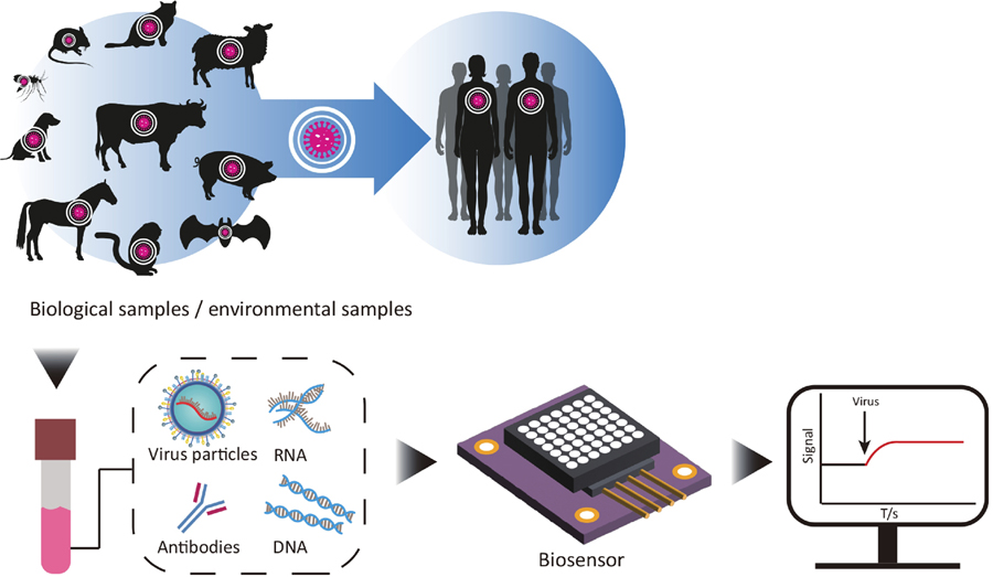 (Color online) Schematic process of the detection of biosensor. Samples are collected from animals, human, and environment, then the virus particles, antibodies, RNA or DNA are targeted and detected by semiconductor biosensors. The signals are finally displayed by visible image.