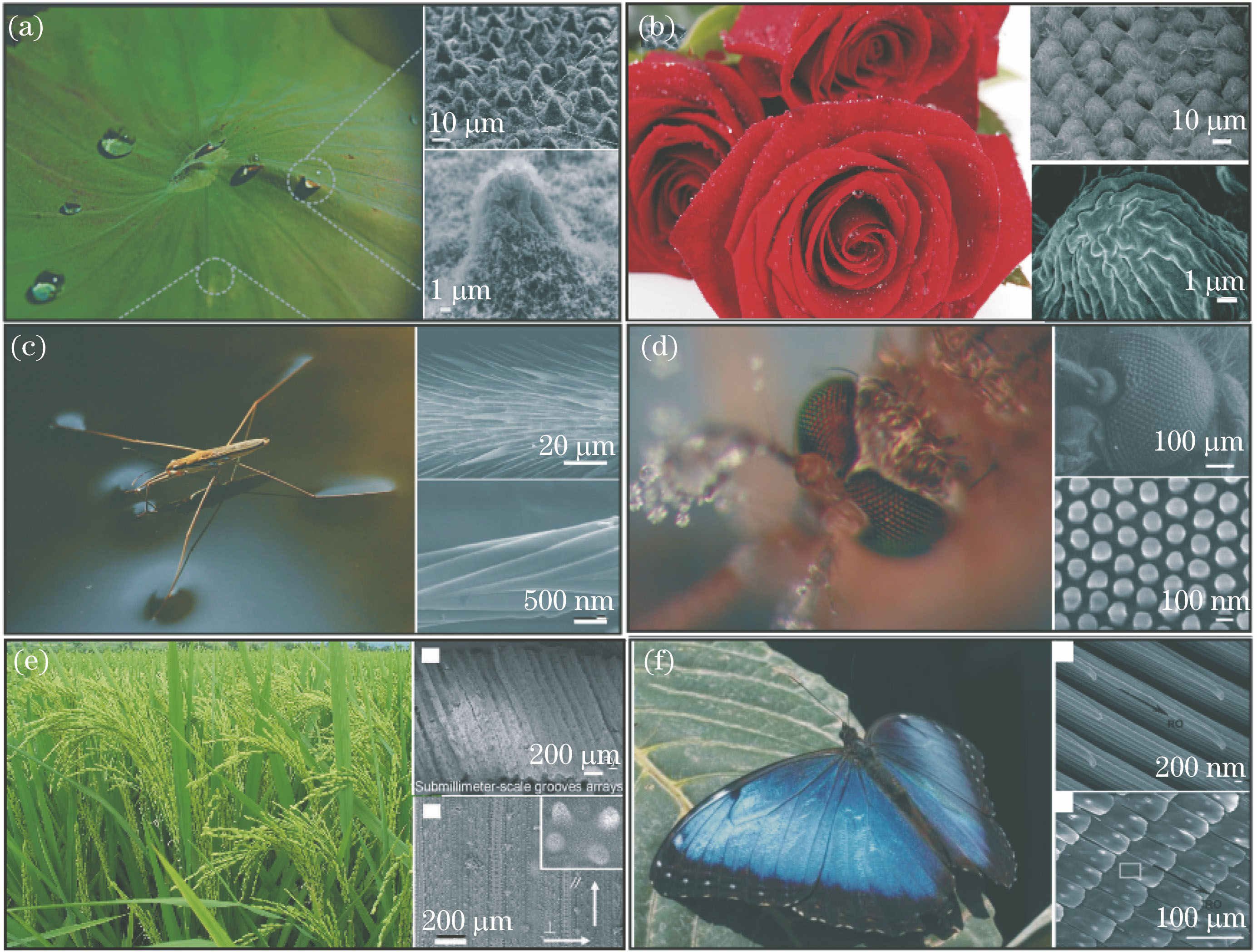 Creatures in nature with superhydrophobic surface microstructures. (a) Lotus leaf[1]; (b) rose petal[3]; (c) leg of water strider[4]; (d) mosquito eye[6]; (e) rice leaf[7]; (f) butterfly wing[8]