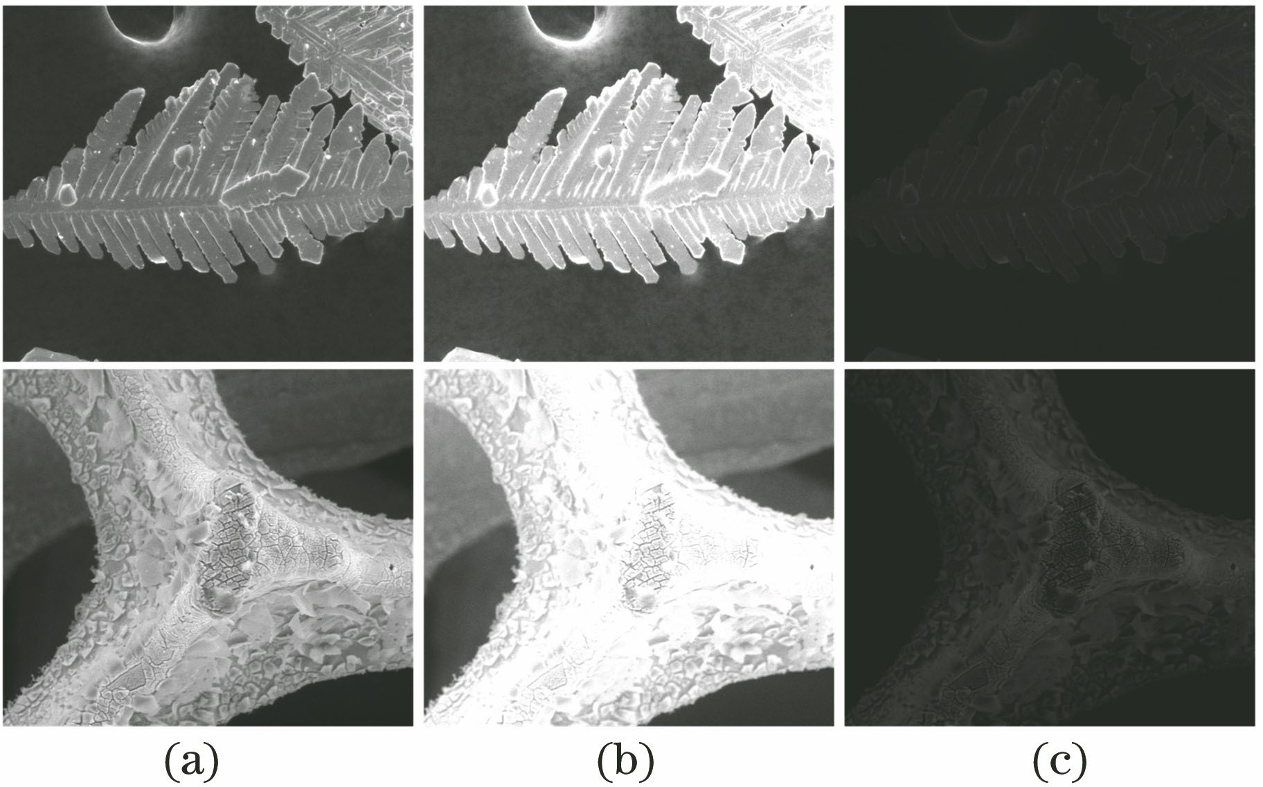 (a) Clear SEM images and (b)(c) corresponding contrast distortion images