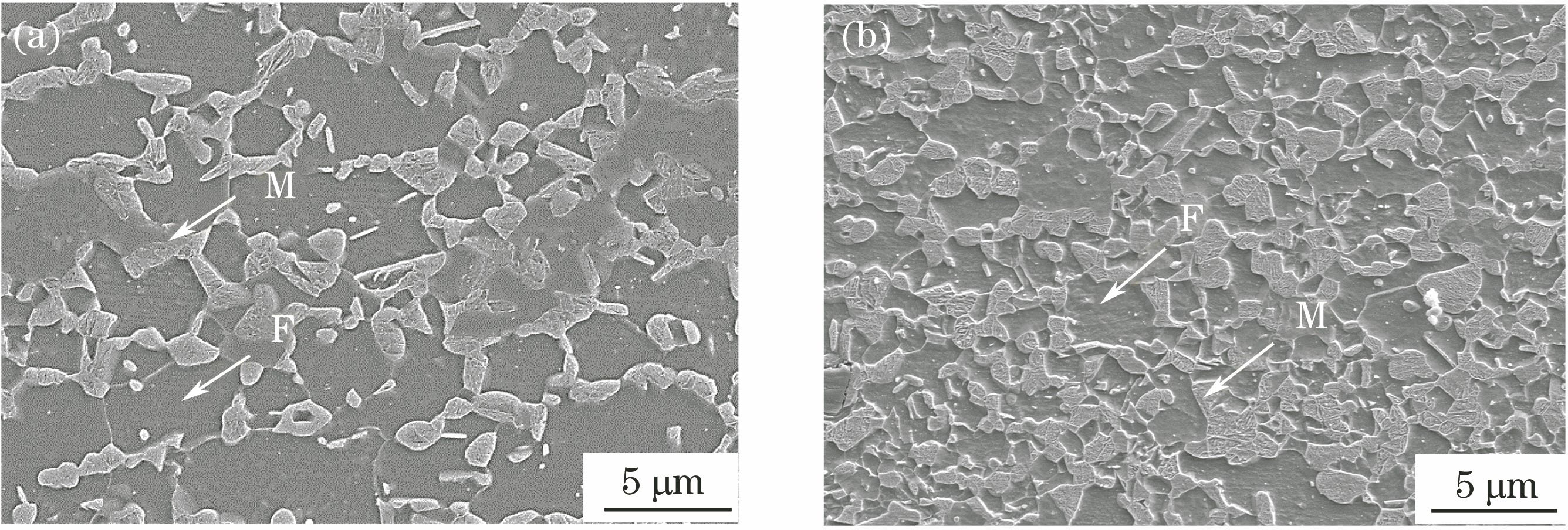 Microstructures of DP steels with different martensite contents. (a) 800 MPa; (b) 1000 MPa