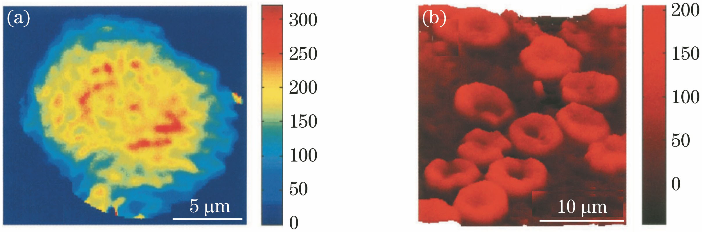 Phase images of (a) Hela cell and (b) batch of red blood cells[8]