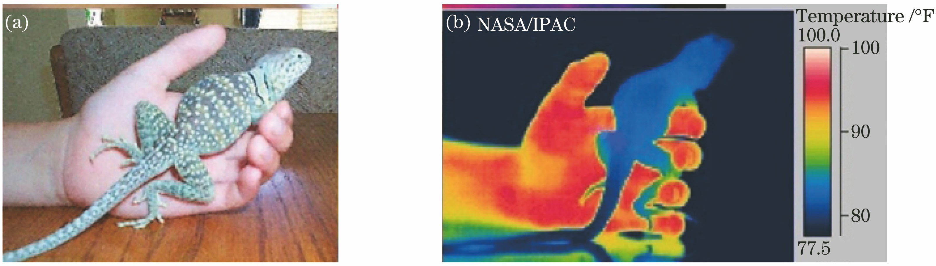 (a) Visible and (b) infrared images of human hand and house lizard