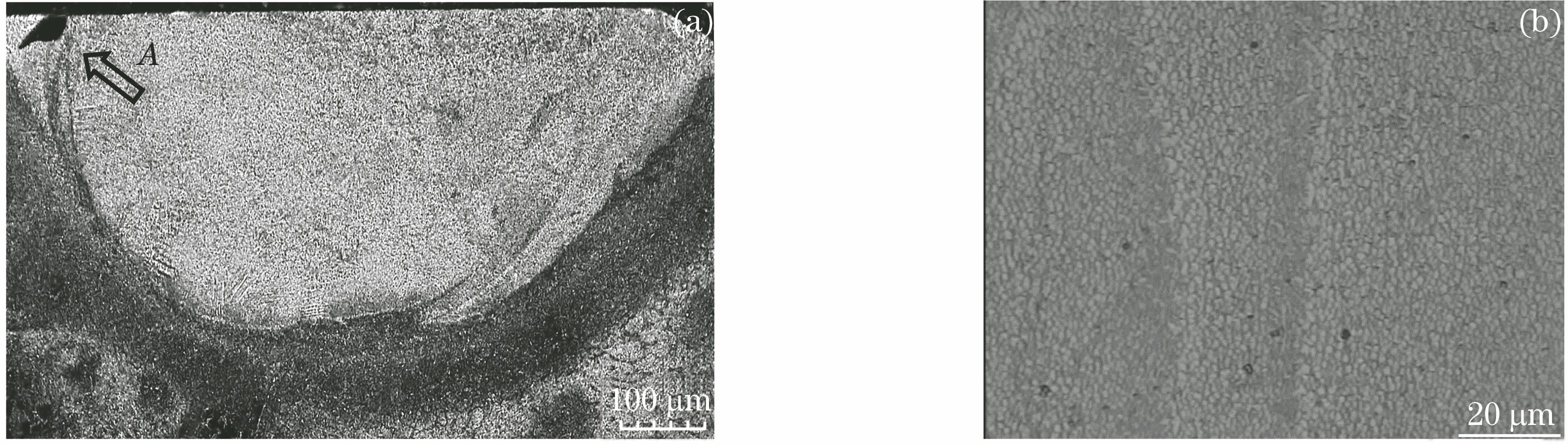 Microstructures of Ni-based WC cladding stripes. (a) Cross-sectional view; (b) organization structure
