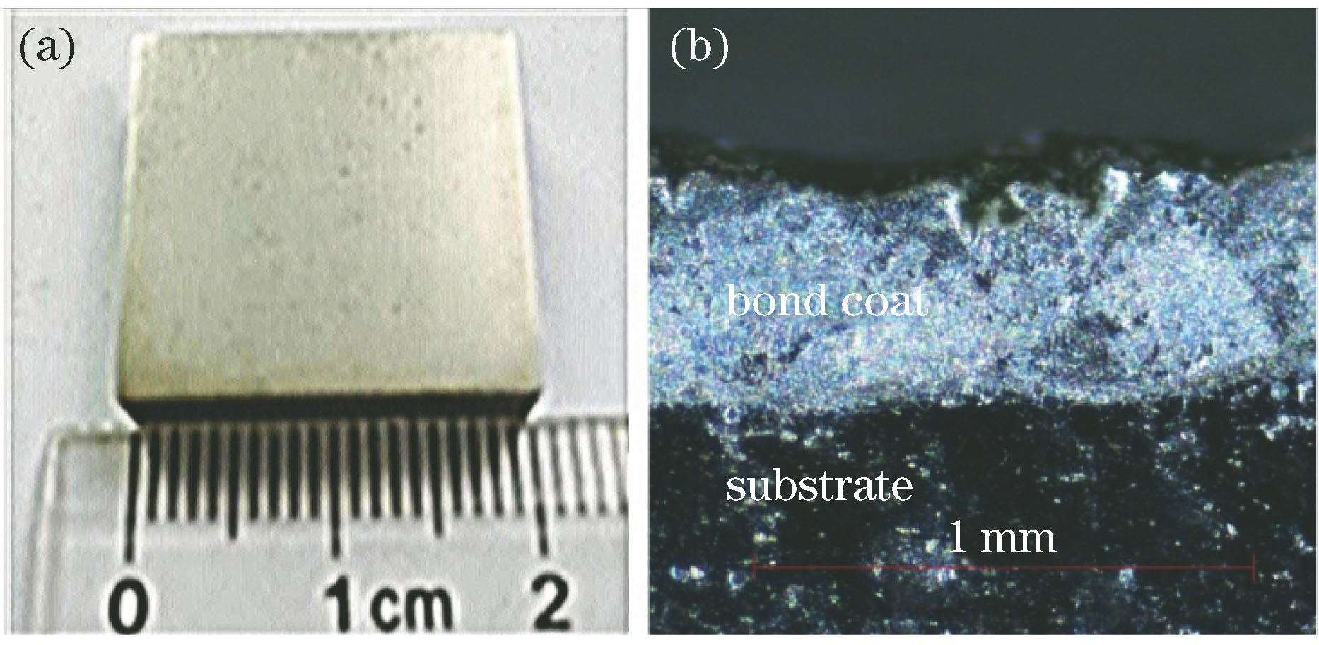 Bond coating layer fabricated by laser rapid prototyping. (a) Superficial photo; (b) cross sectional structure
