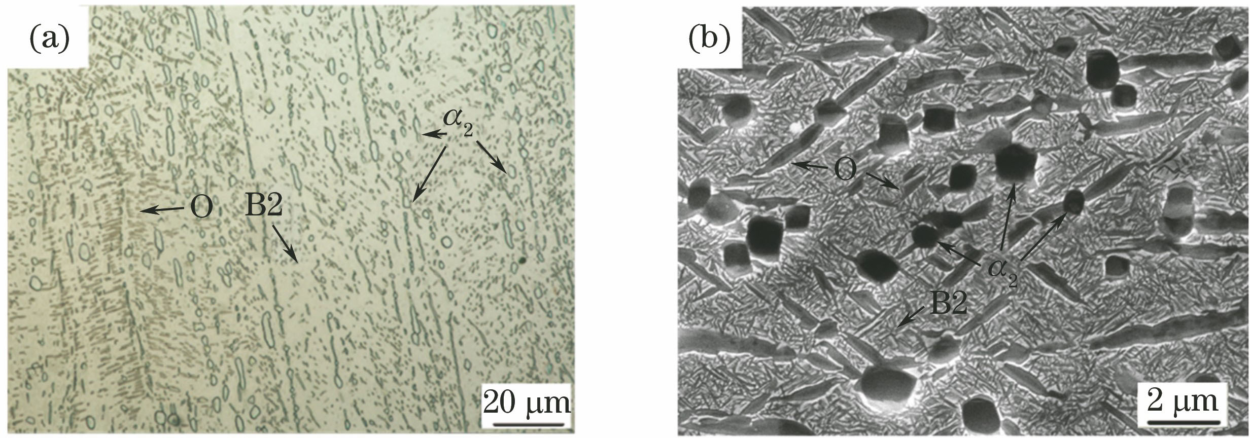 Microstructure of Ti-22Al-27Nb alloy. (a) Metallographic microstructure; (b) SEM image