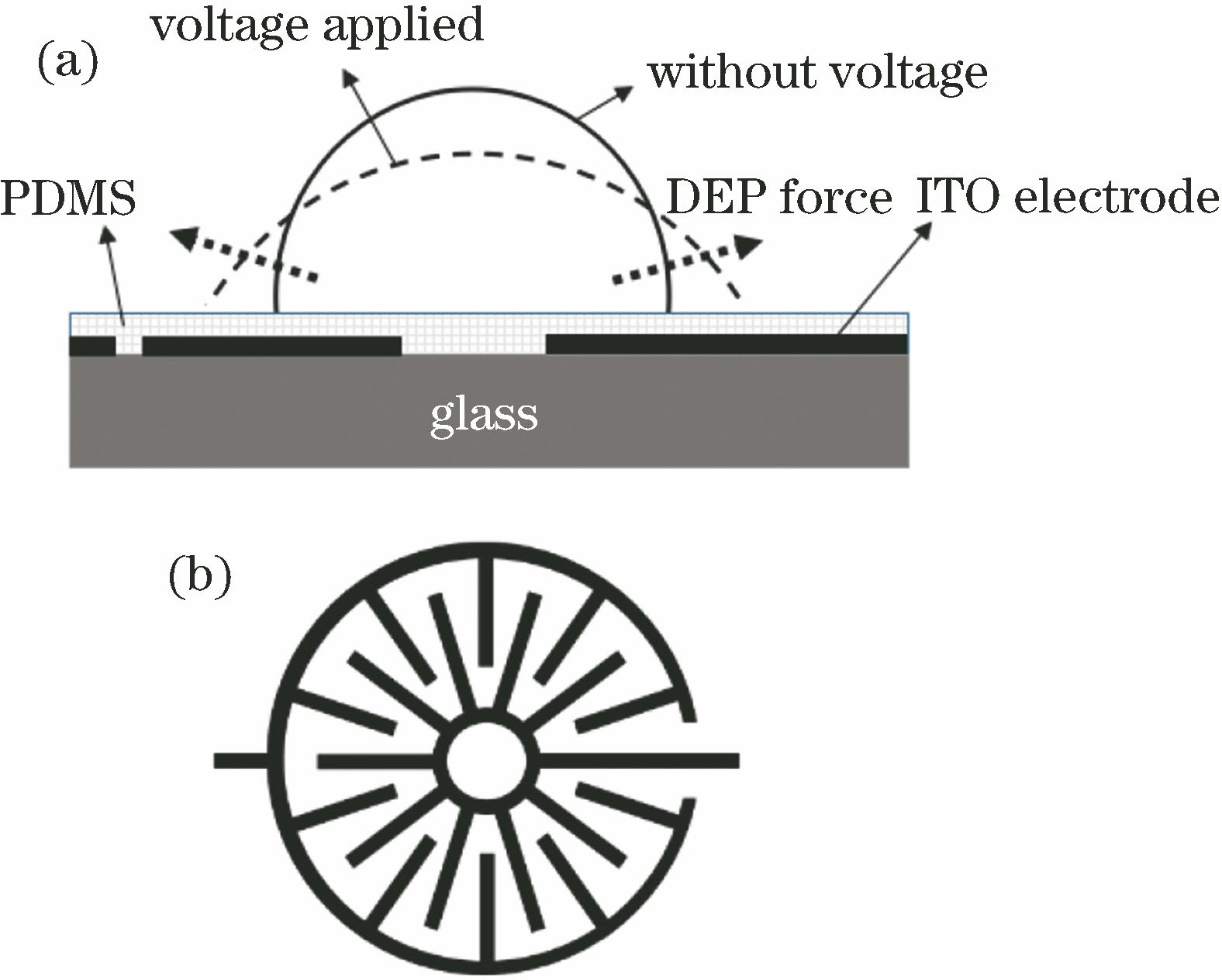 Structural diagram of dielectric liquid lens. (a) Diagram of droplet deformation principle of dielectric lens; (b) ITO electrode pattern