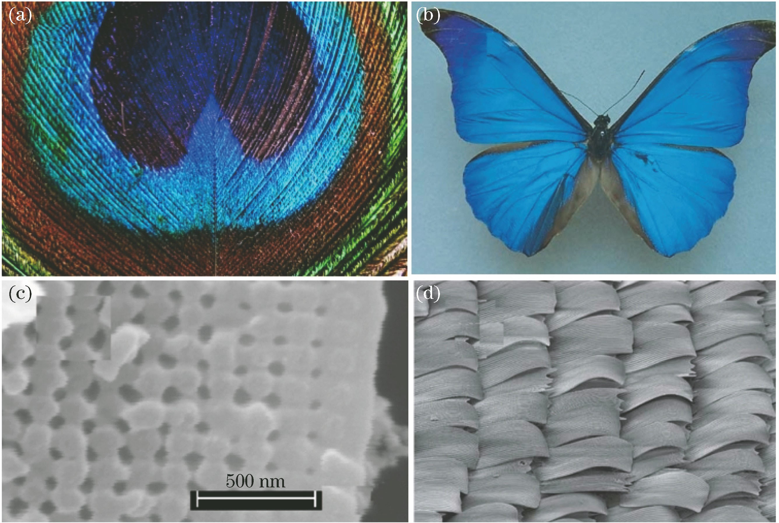 (a) Colorful feathers of peacock; (b) magnified peacock feathers observed by electron microscope; (c) blue butterfly; (d) details of butterfly wing observed by electron microscope