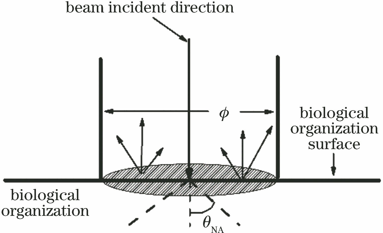 Diagram of diffuse reflectance collection by small aperture