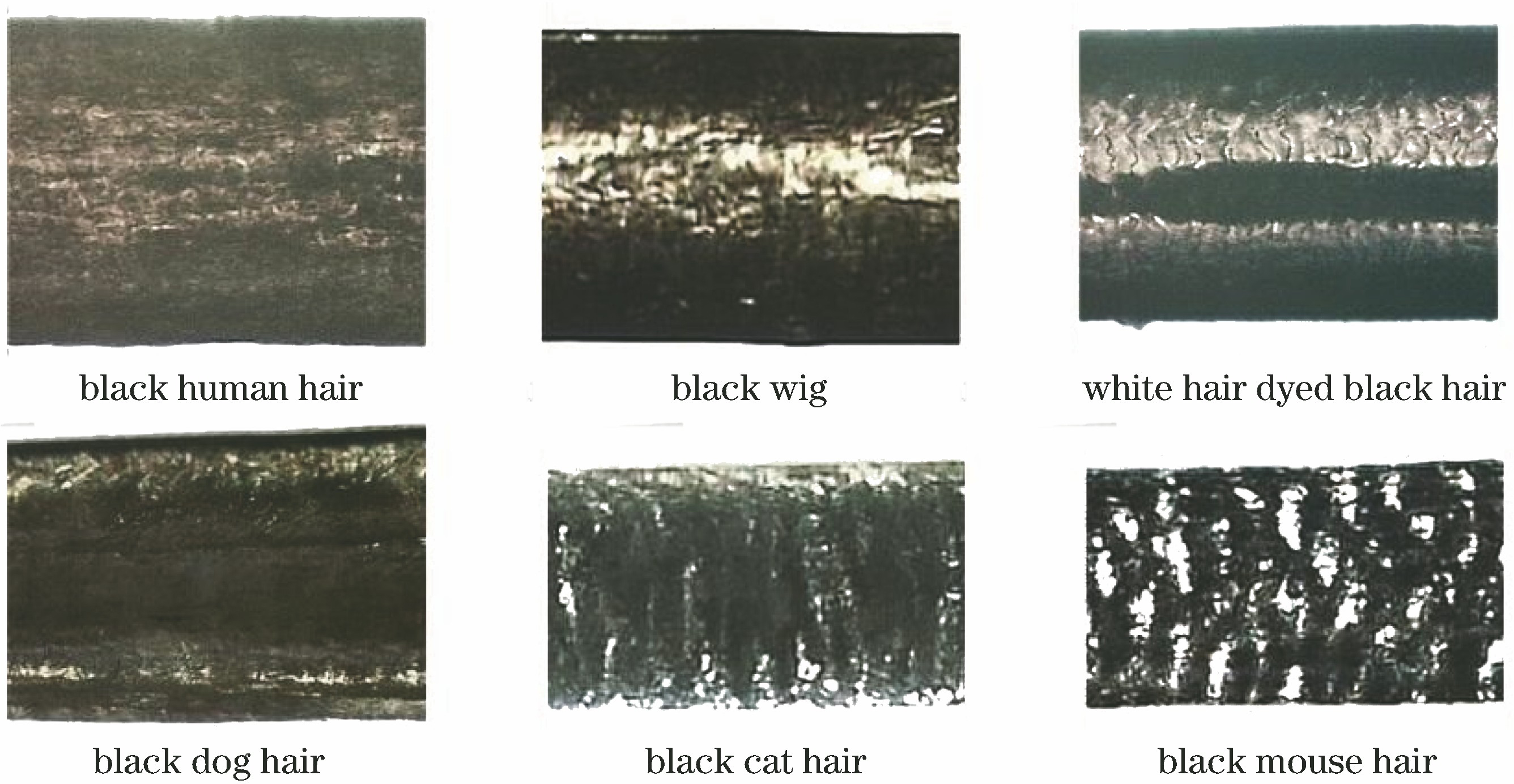 Examples of sample dataset images