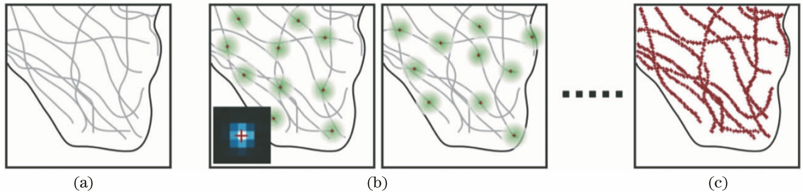 Principle of stochastic optical reconstruction microscopy (STORM), photoactivated localization microscopy (PALM), and fluorescence photoactivation localization microscopy (FPALM)[13]. (a) Target structure; (b) localization of activated probes; (c) super-resolution image