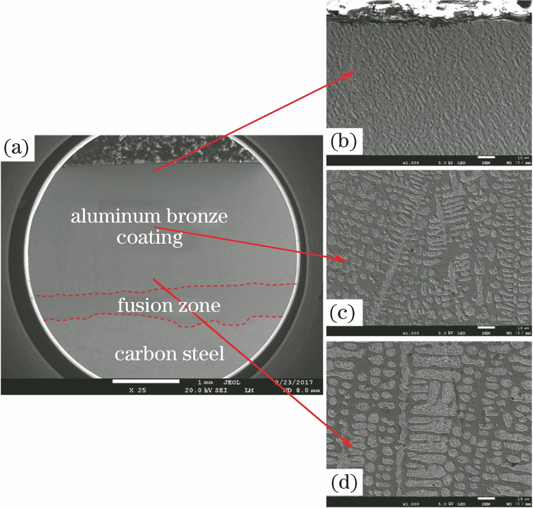 Morphology of aluminum bronze coating. (a) Overall; (b) upper region; (c) middle region; (d) bottom region