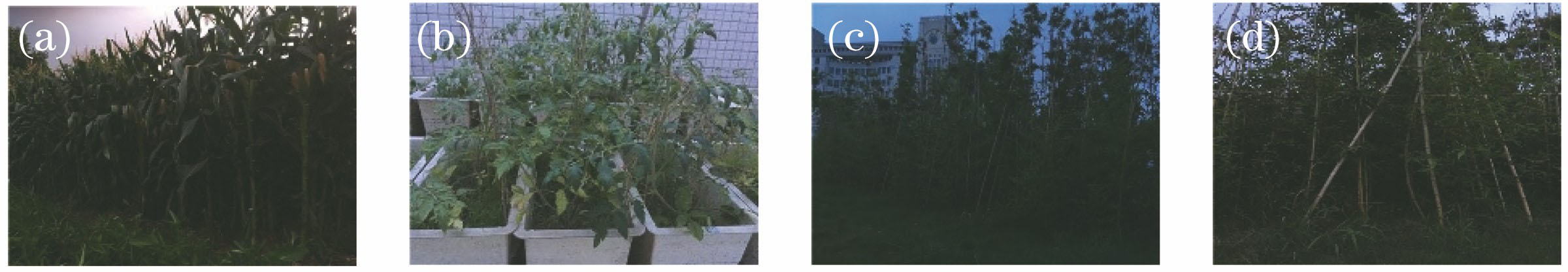 Experimental objects. (a) Corn; (b) tomato; (c) bamboo 1; (d) bamboo 2