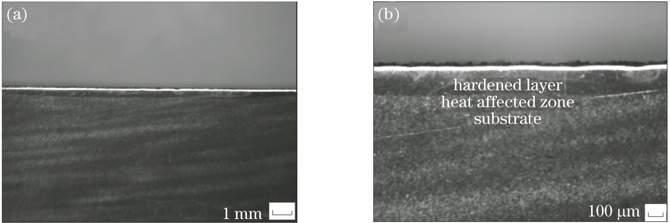 Cross-sectional morphology of laser-quenched 40CrNiMoA steel. (a) Photograph of low-power stereo microscope; (b) photograph of high-power stereo microscope