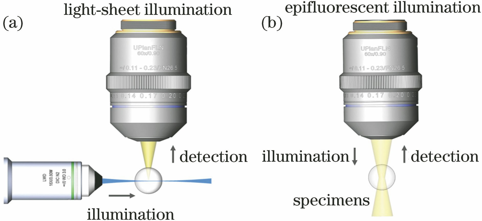 Comparison of two types of illumination and imaging schemes. (a) LSFM illuminates the sample from the side with a thin light-sheet and captures the optical sectioned image in orthogonal direction by another detection objective; (b) epifluorescence microscopy uses the same objective to illuminate and detect the sample, in which both the in-focus and out-of-focus portions are excited