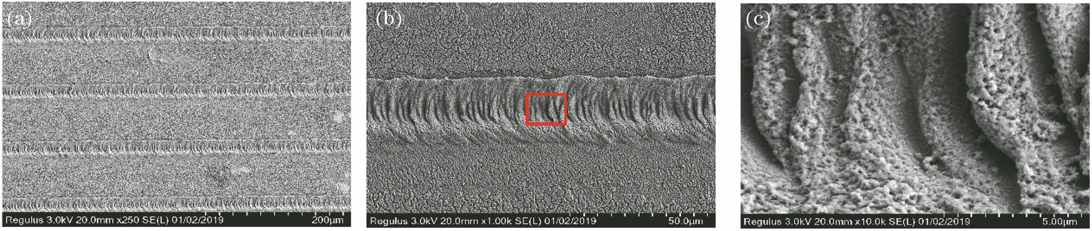 SEM images of the surface of a linear structure prepared under a power of 50 mW, a scanning speed of 2 mm/s, and a spacing of 100 μm. (a) Linear structure surface; (b)(c) partial enlargement