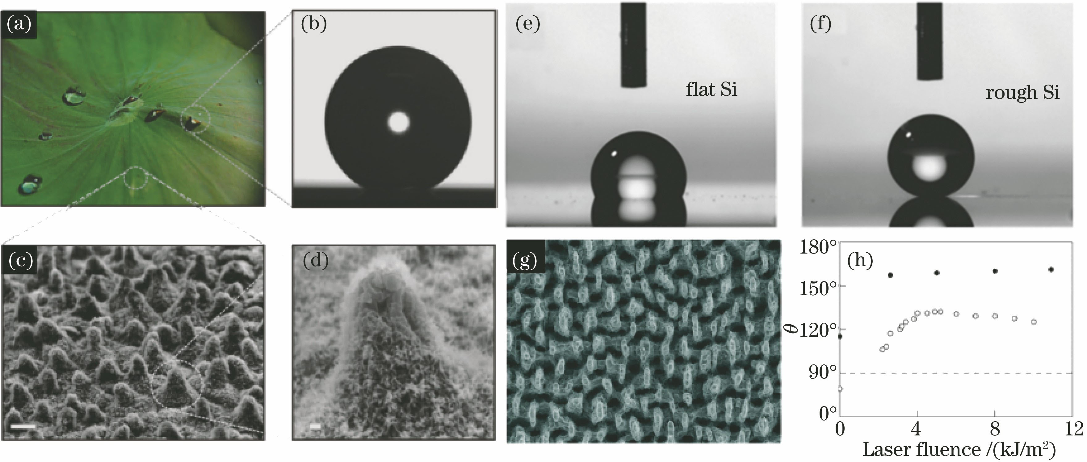 Superhydrophobicity of lotus leaf. (a) Lotus leaf; (b) water droplet on lotus leaf; (c)(d) scanning electron microscope (SEM) images of lotus leaf[1](superhydrophobic silicon fabricated by femtosecond laser); water droplet on (e) flat Si and (f) rough Si; (g) SEM images of femtosecond laser irradiated Si surface; (h) relationship between contact angle and laser fluence[57]
