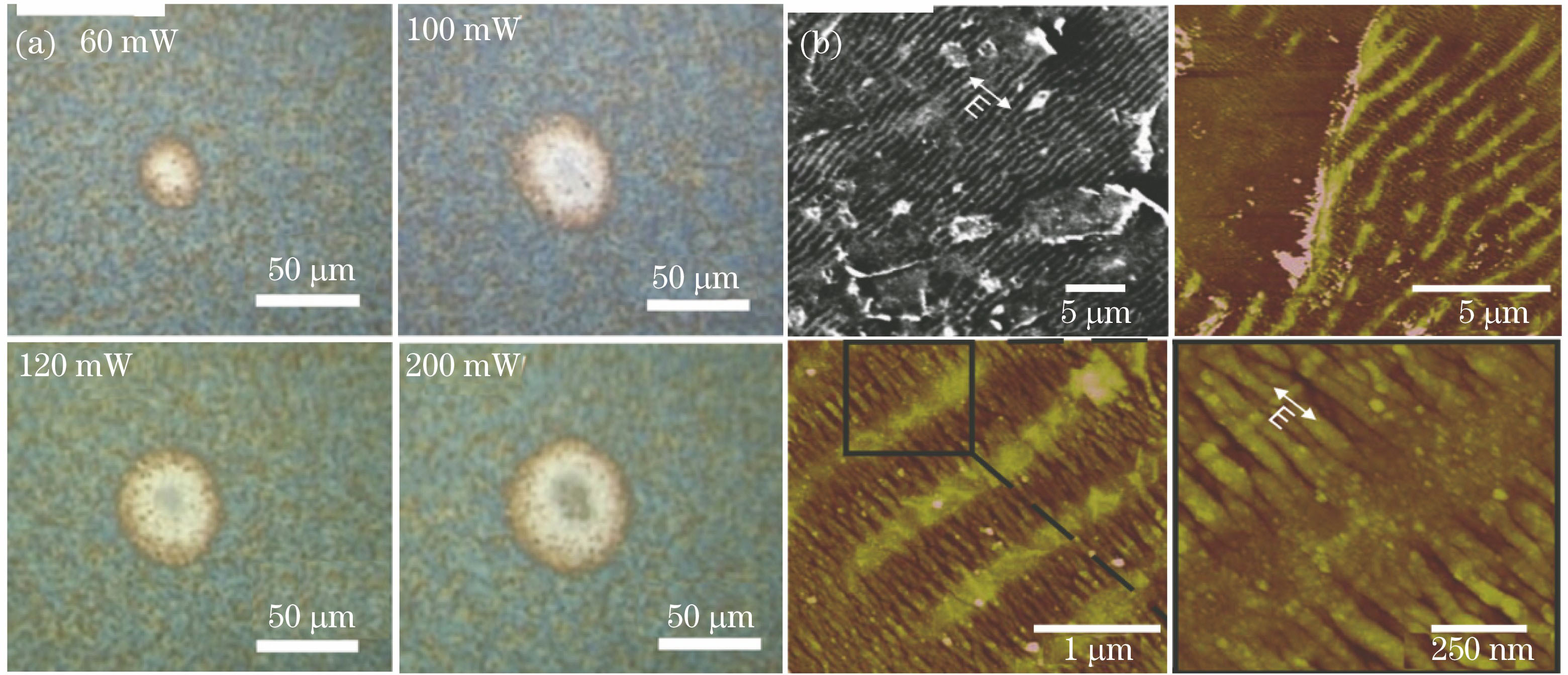 Experimental results. (a) Optical images of CW laser irradiated spots at various laser powers[31]; (b) SEM and AFM images of periodic surface structures[32]