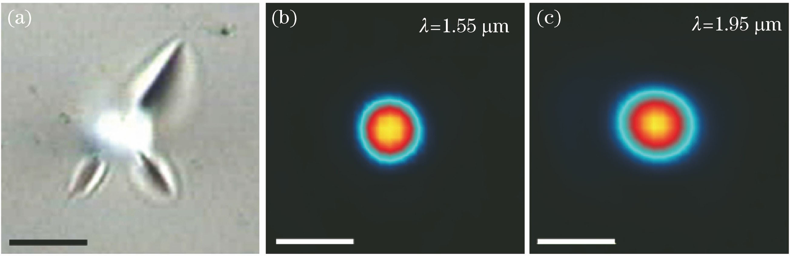 Waveguides fabricated by multiscan technique in Ho∶YAG ceramics. (a) Microscopic image of end-face after multiple scanning for Ho∶YAG waveguide; (b)(c) mode profiles at wavelengths of 1.55 μm and 1.95 μm. Scale bar is 10 μm[62]
