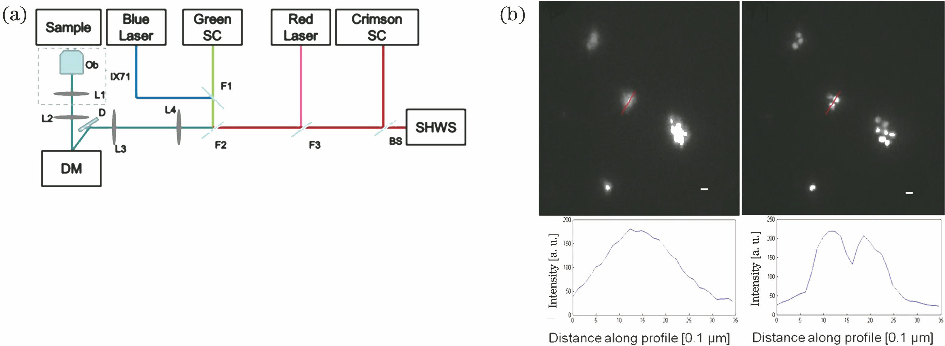 AO wide-field microscope system and comparison of wide-field images before and after AO correction[23]. (a) Schematic of AO wide-field microscope system based on SHWS, fluorescent beads, and DM; (b) wide-field images of green fluorescent beads before and after AO correction