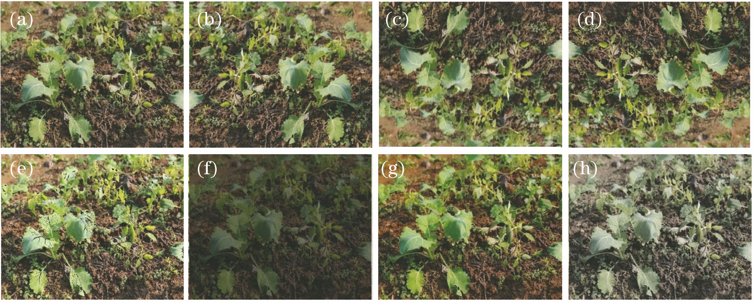 Results of image data enhancement. (a) Mixed image of rapeseed and weeds; (b) horizontally flipped image; (c) vertically flipped image; (d) horizontally and vertically flipped image; (e) brightness-enhanced image; (f) brightness-reduced image; (g) saturation-enhanced image; (h) saturation reduced image