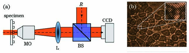 Schematic of DHM optical path. (a) Imaging principle of DHM; (b) interference pattern of object light and reference light